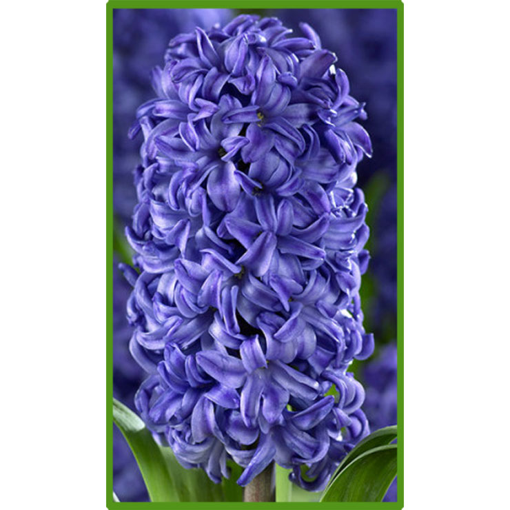 Гіацинт Атлантик