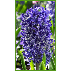 Гіацинт Блю Джекет