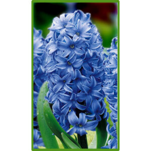 Гіацинт Блю Джіант