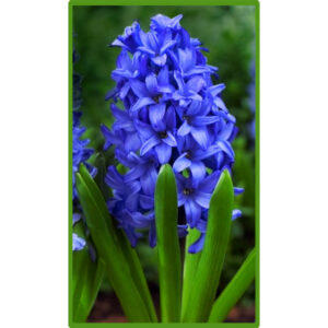 Гіацинт Блю Стар