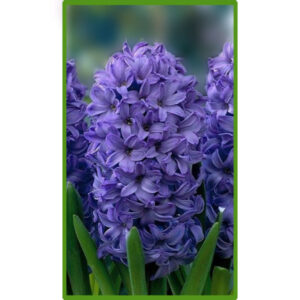 Гіацинт Делфт Блю