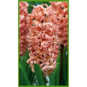 Гіацинт Джипсі Куїн