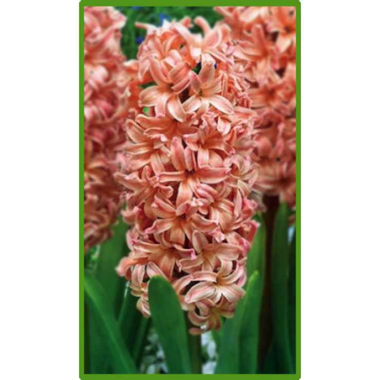 Гіацинт Джипсі Куїн