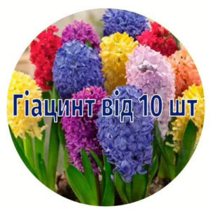 Гіацинт від 30 шт
