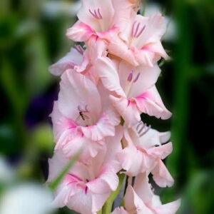 Hladiolus-Adrenaline-100-tsybulyn