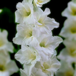 Hladiolus-Amsterdam-100-tsybulyn