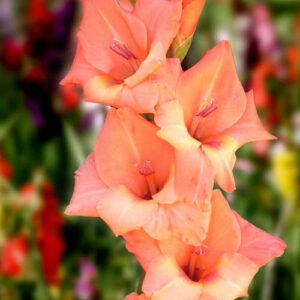 Hladiolus-Big-business-100-tsybulyn