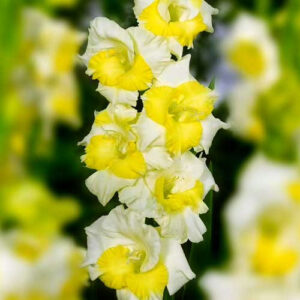 Hladiolus-Buggy-100-tsybulyn