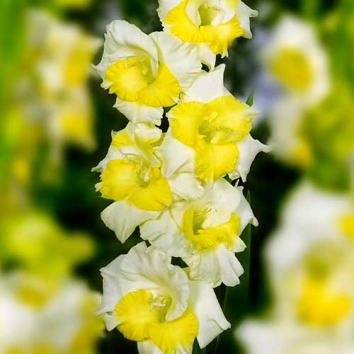 Hladiolus-Buggy-100-tsybulyn