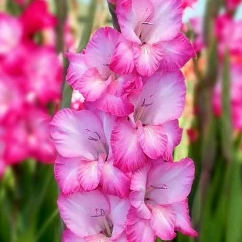 Hladiolus-Cantate-100-tsybulyn