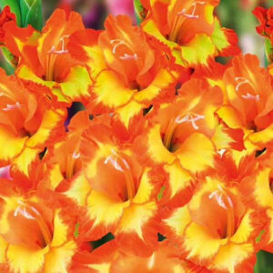 Hladiolus-Copper-Queen-100-tsybulyn