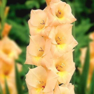 Hladiolus-Esta-Bonita-100-tsybulyn