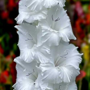 Hladiolus-Flevo-Eskimo-100-tsybulyn