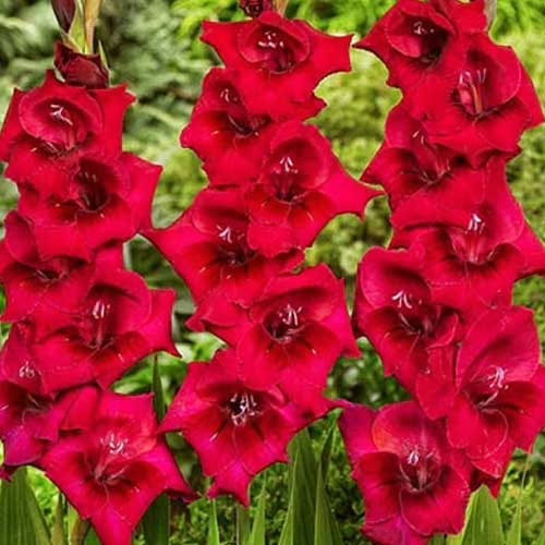 Hladiolus-Flevo-Shine-100-tsybulyn