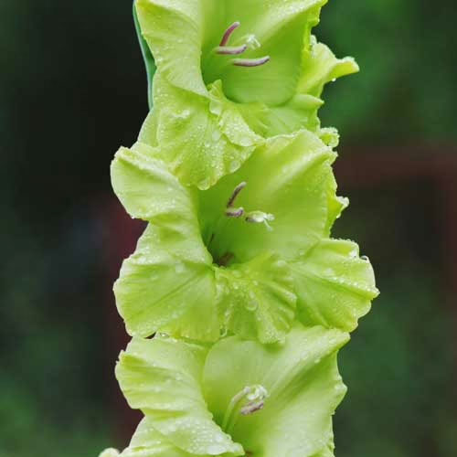 Hladiolus-Green-Star-100-tsybulyn