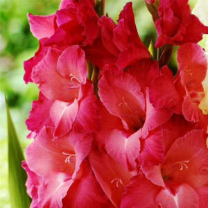 Hladiolus-Indian-Summer-100-tsybulyn