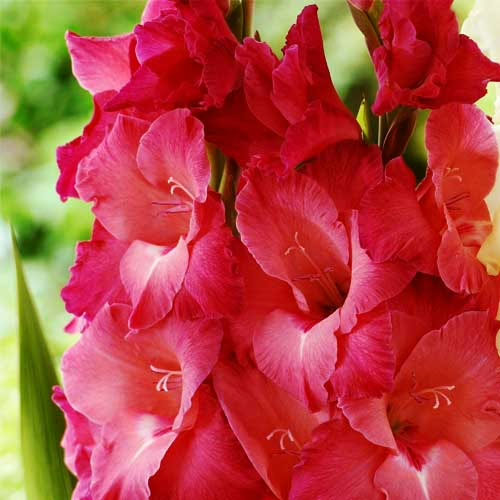 Hladiolus-Indian-Summer-100-tsybulyn