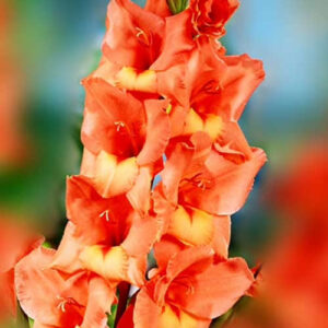 Hladiolus-Jessica-100-tsybulyn