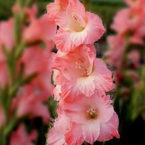 Hladiolus-Karma-100-tsybulyn