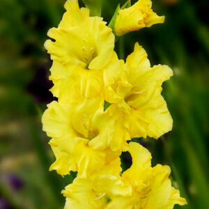 Hladiolus-Lemon-Drop-100-tsybulyn