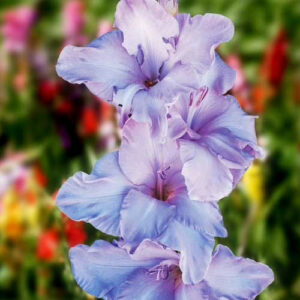 Hladiolus-Milka-100-tsybulyn