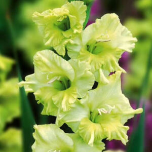 Hladiolus-Mis-Hrin-100-tsybulyn