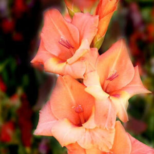 Hladiolus-Oasis-100-tsybulyn