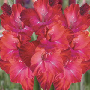 Hladiolus-Partituur-100-tsybulyn