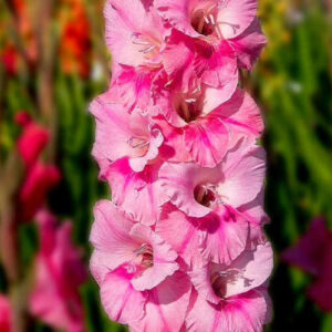 Hladiolus-Pink-event-100-tsybulyn