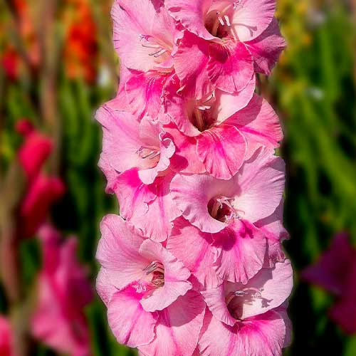 Hladiolus-Pink-event-100-tsybulyn