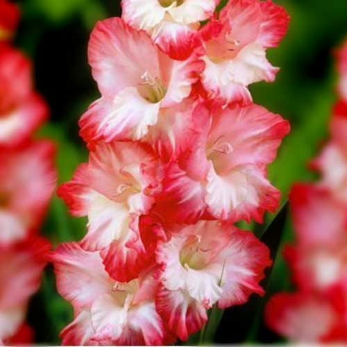 Hladiolus-Pink-Lady-100-tsybulyn