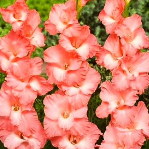 Hladiolus-Pink-Sensation-100-tsybulyn