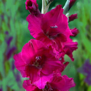 Hladiolus-Plum-tart-100-tsybulyn