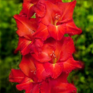 Hladiolus-Raven-100-tsybulyn