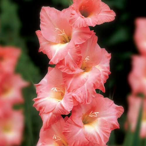 Hladiolus-Rose-Supreme-100-tsybulyn