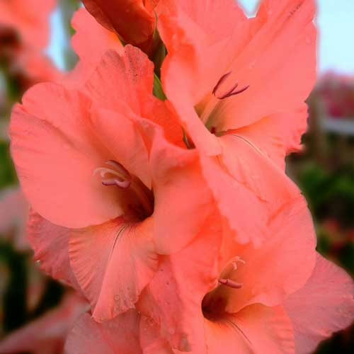 Hladiolus-Sugar-Babe-100-tsybulyn