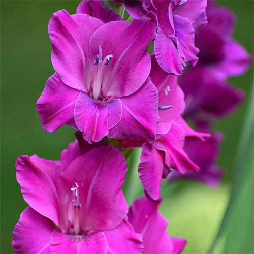 Hladiolus-Sugar-Plum-100-tsybulyn