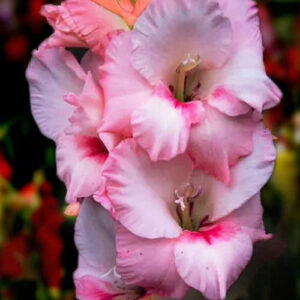 Hladiolus-Tampico-100-tsybulyn