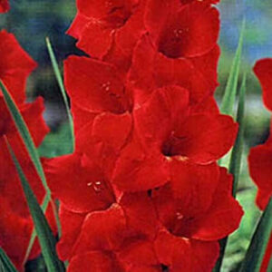 Hladiolus-Toscana-100-tsybulyn