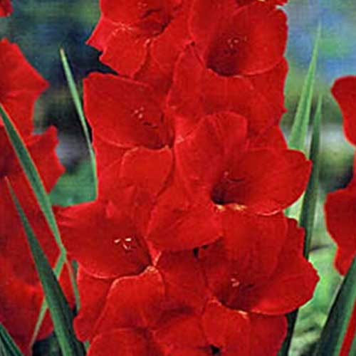 Hladiolus-Toscana-100-tsybulyn