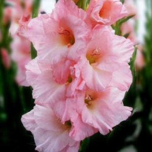 Hladiolus-Vamp-100-tsybulyn