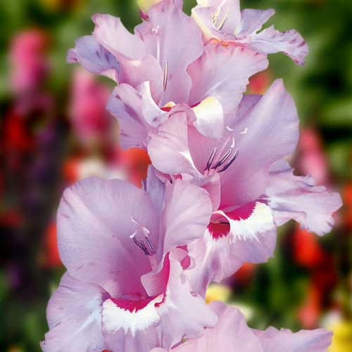 Hladiolus-Zamora-100-tsybulyn