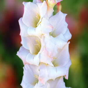 Гладіолус Cream Perfection