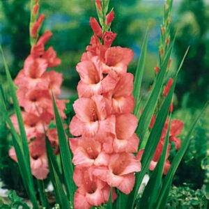 Гладіолус Spic and Span