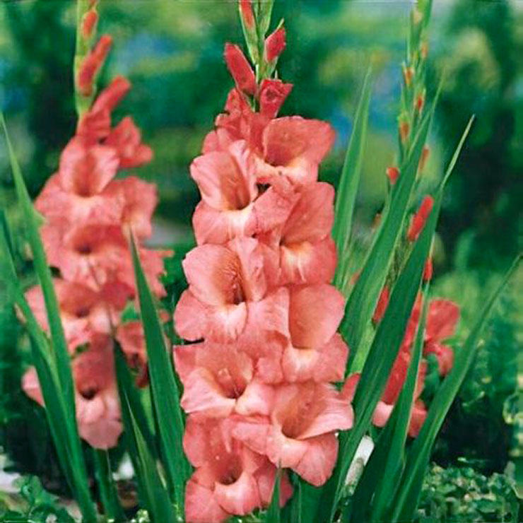 Гладіолус Spic and Span