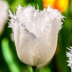 Тюльпан Honeymoon 600 цибулин розмір 12+