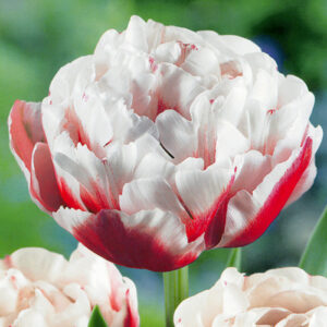 Тюльпан Horizon 600 цибулин розмір 12+