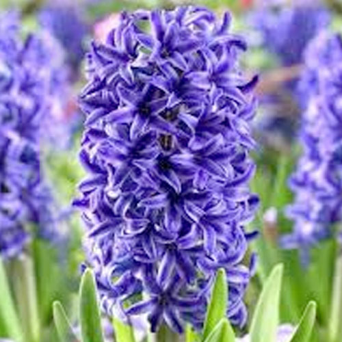 Hyacinth Aida