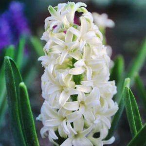 hyacinth-aiolos