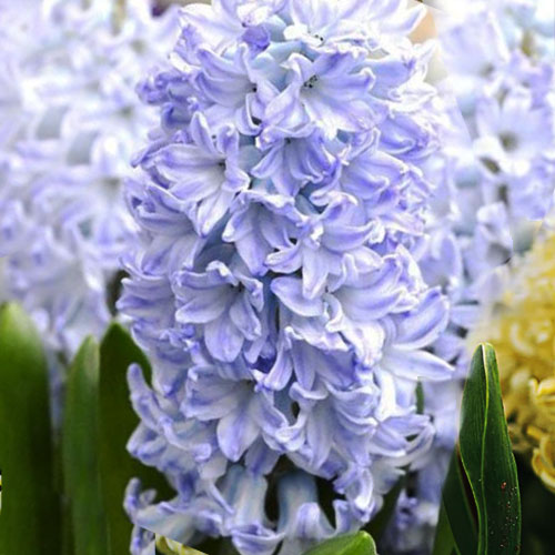 hyacinth blue eyes